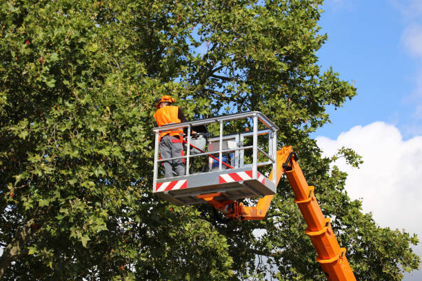 Irvine, CA Tree Services Company